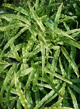 四季の山野草（オオバイノモトソウ）