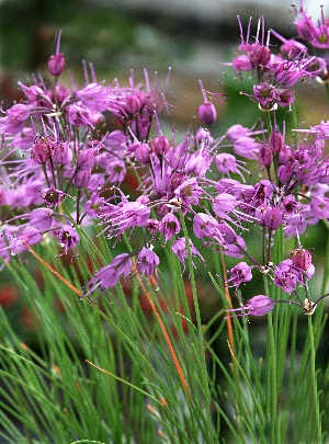 四季の山野草（ヤマラッキョウ）
