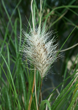 四季の山野草（シマチカラシバ）