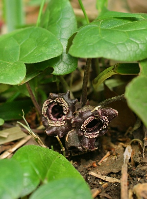 四季の山野草（タマノカンアオイ）