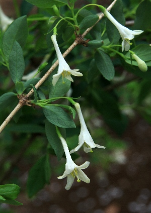 四季の山野草（ウグイスカグラ）
