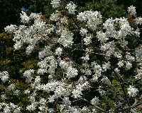 四季の山野草（ザイフリボク）