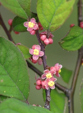 四季の山野草（ウメモドキ）