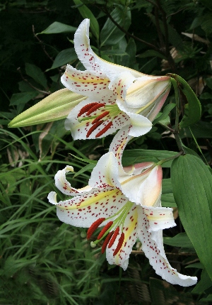 四季の山野草（ヤマユリ）