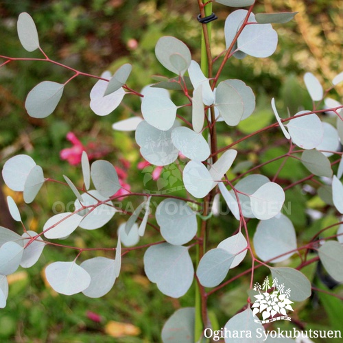 ユーカリ ポポラス｜おぎはら植物園