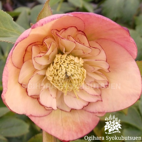 クリスマスローズ(メリクロン) 'アプリコット オーケストラ'｜おぎはら