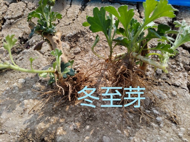 菊 冬至芽の管理 | 農事組合法人おきす（島根県出雲市）