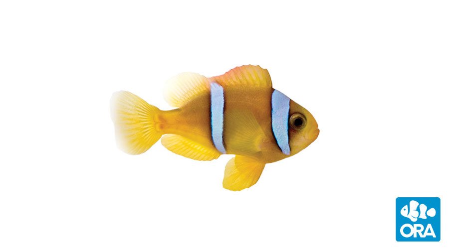 Red Sea Two-Band Clownfish | Amphiprion bicinctus | ORA | Oceans