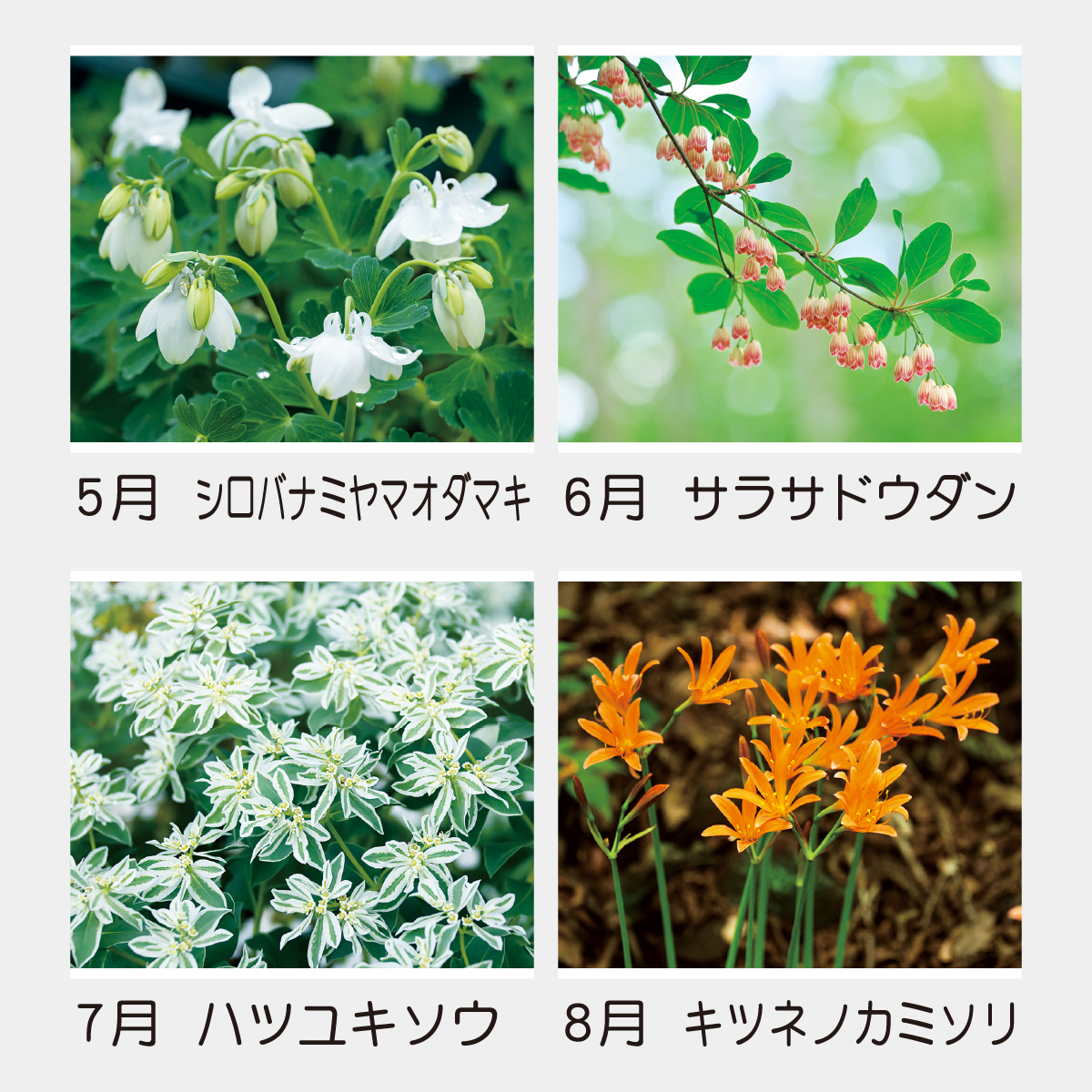 TD-818 日本の山野草2026年版の名入れカレンダーを格安で販売 - 名入れ