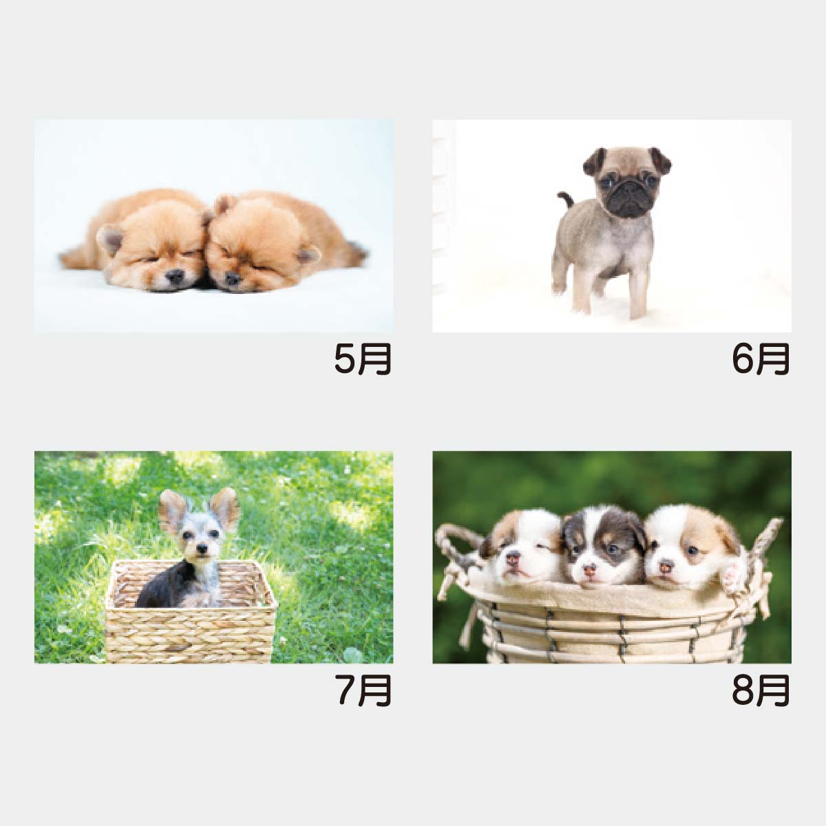 YK-814 ワンダフルランド(仔犬)2026年版の名入れカレンダーを格安で