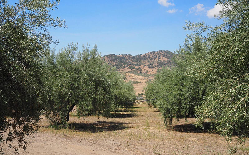 ロマーノ レモンオリーブオイル｜カーサ・モリミ公式通販