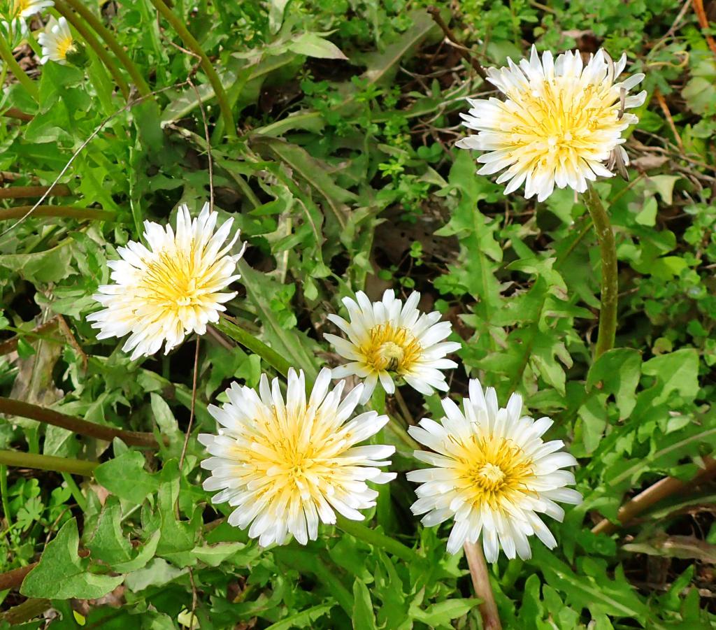 高知タンポポチャンネル」を開設しました｜ 高知県立牧野植物園 THE