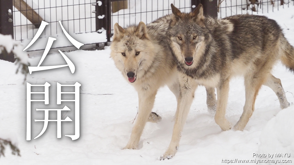 円山動物園のシンリンオオカミ カエデとジュリ公開 単独での遠吠え