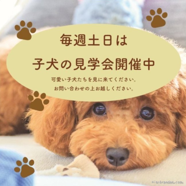 滋賀】竹内 華代(たけうち かよ)ブリーダー｜みんなのブリーダー