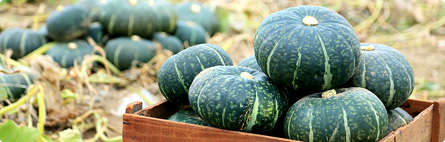 ほめられかぼちゃ｜アップルスイーツ｜フレッシュリンゴの自動販売機