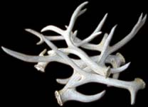 根付・帯留 鹿角細工工房「鹿正洞」口上奉り処 / Netsuke, Obidome