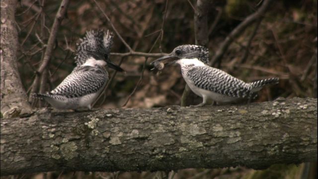 ヤマセミのメス オスから魚のプレゼント｜地域｜NHKアーカイブス