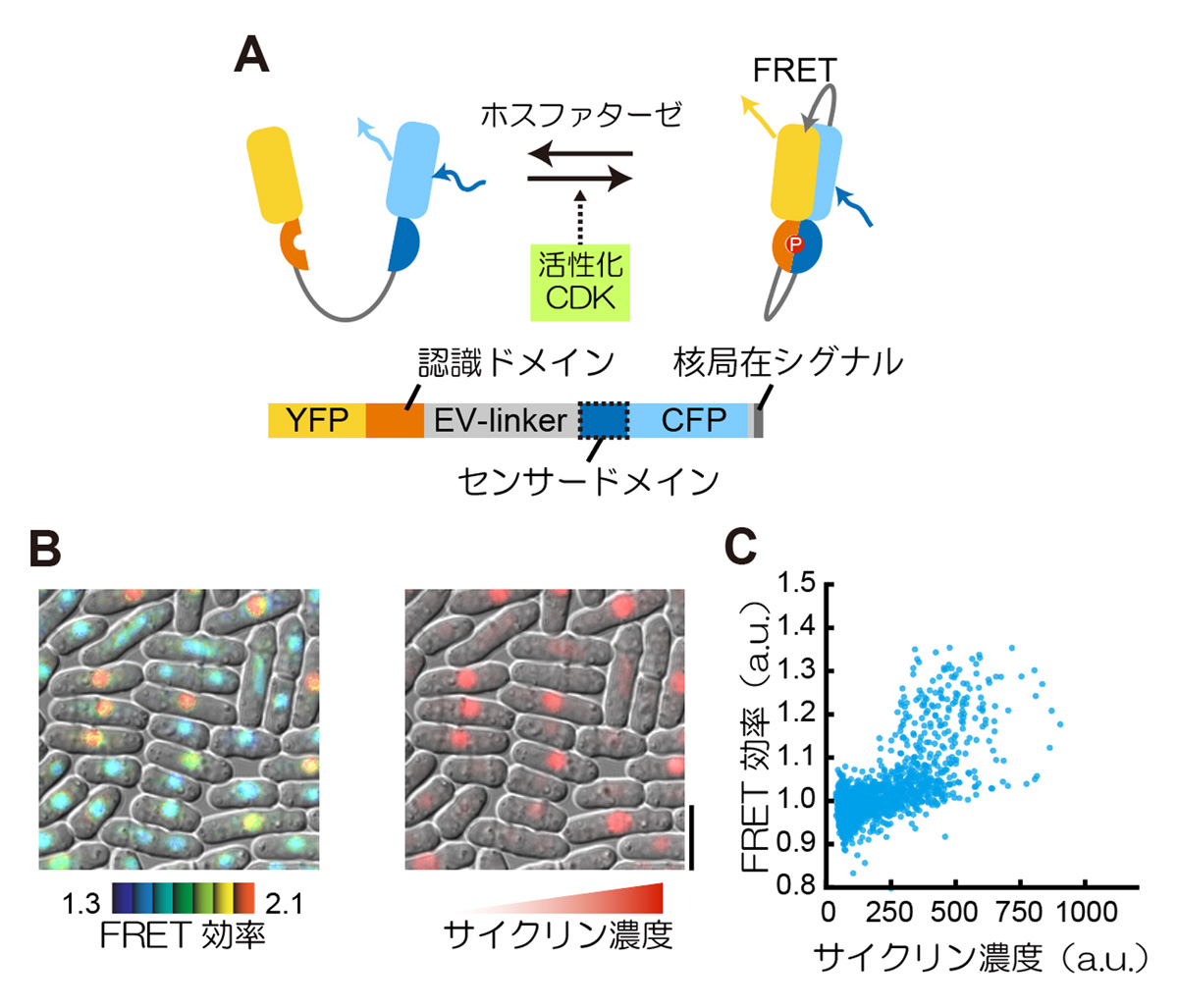 プレスリリース - 細胞周期に必要なキナーゼCDK活性をリアルタイムに1