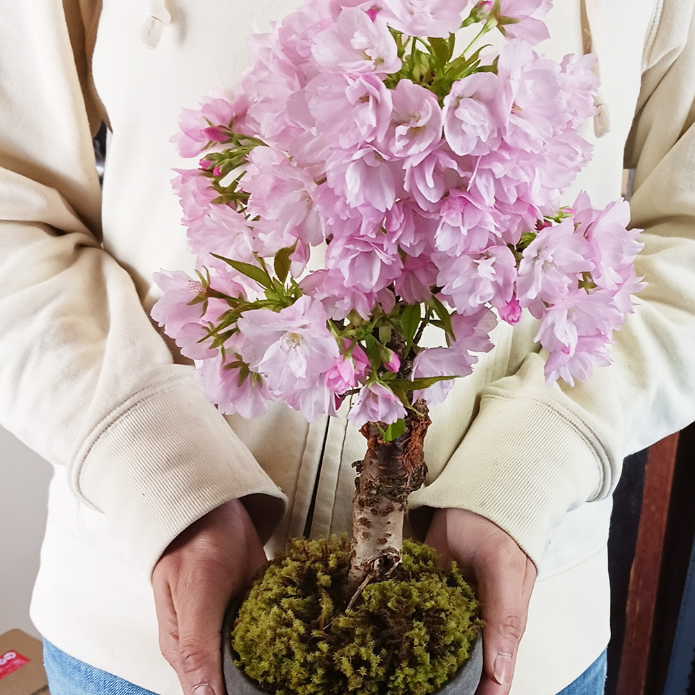 桜・・・そう聞くだけで心和む景色を【旭山桜の盆栽・下皿セット】