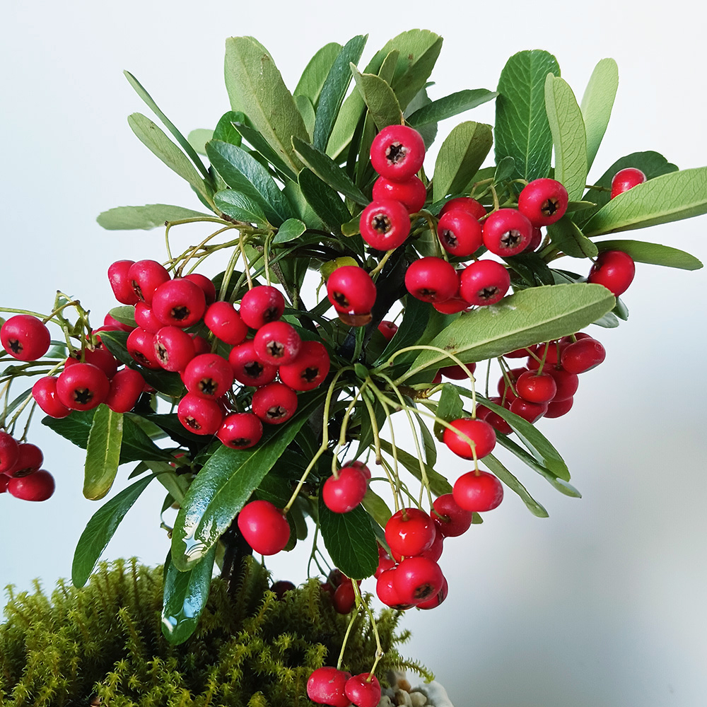 現在葉姿（実なし）】送料無料でお届け。一年中楽しめる花咲く実がなる