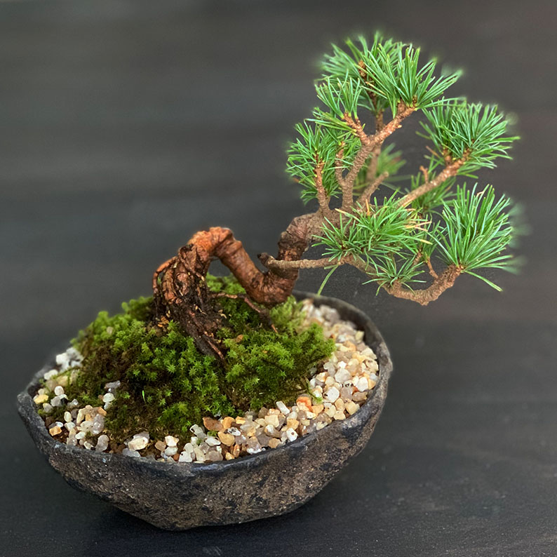 送料無料でお届けします。どっしりした重厚感【五葉松の盆栽（くらま岩