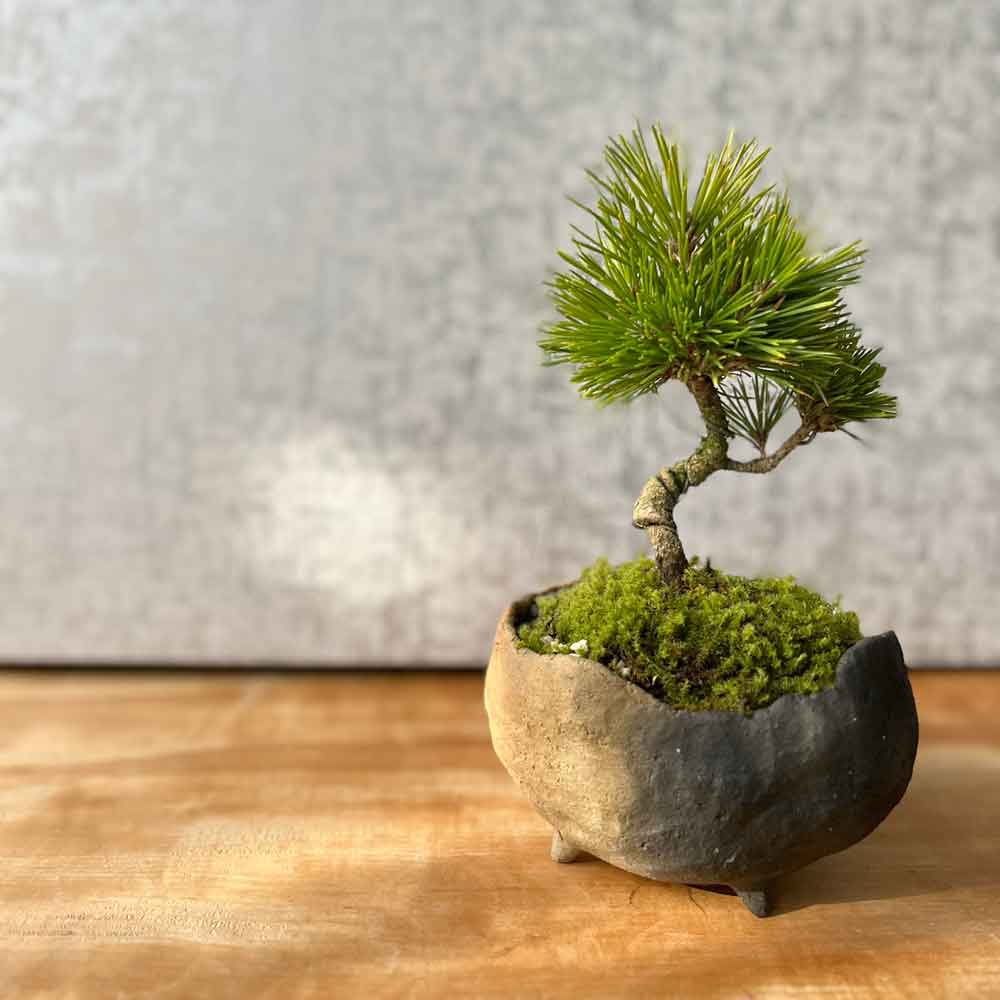 送料無料でお届け。日々の暮らしに憩いと安らぎを演出【黒松（くろまつ