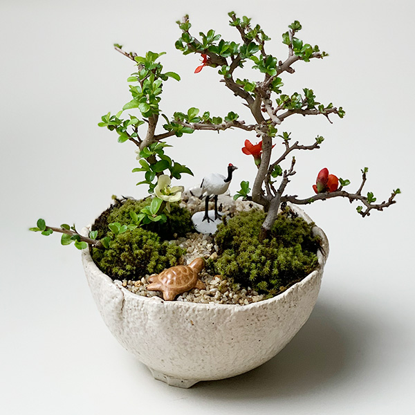 父の日の贈り物に！】縁起盆栽【紅白長寿梅（コウハクチョウジュバイ