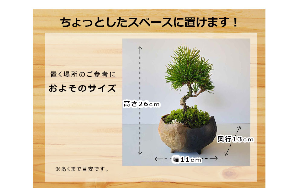 送料無料でお届け。日々の暮らしに憩いと安らぎを演出【黒松（くろまつ