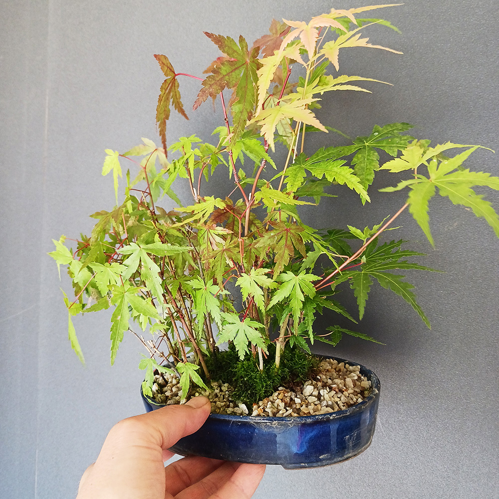 現在落葉中】送料無料でお届け！モミジの並木道！【山紅葉（ヤマモミジ