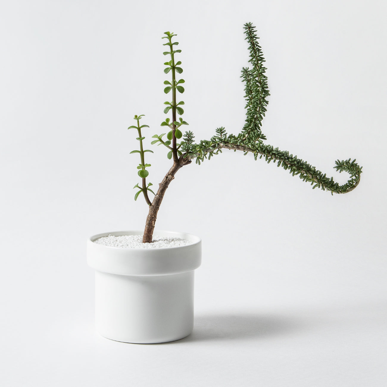 nikko食器｜鈴木元｜HACHI 13cmプランター｜Table Planter｜ニッコー