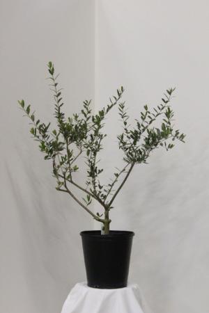 オリーブ苗木8号ポット ルッカ｜オリーブ化粧品の日本オリーブ公式通販