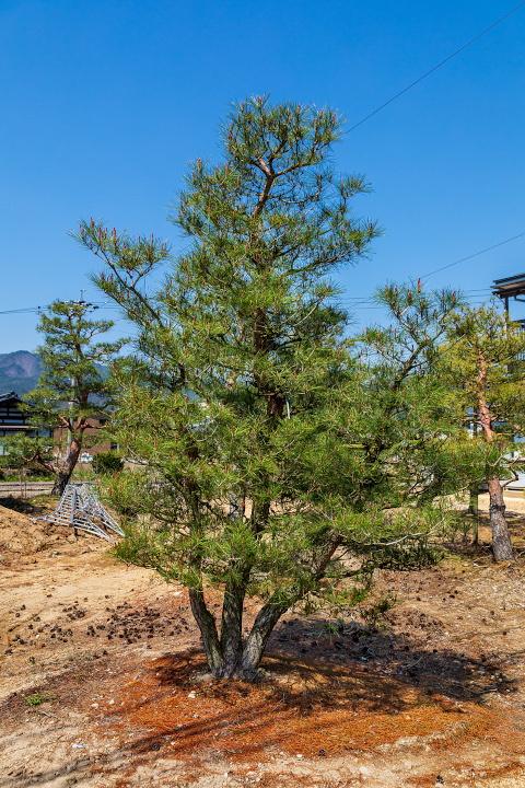 飛騨赤松・苗木販売『西田司園』|飛騨の赤松 様々な形状