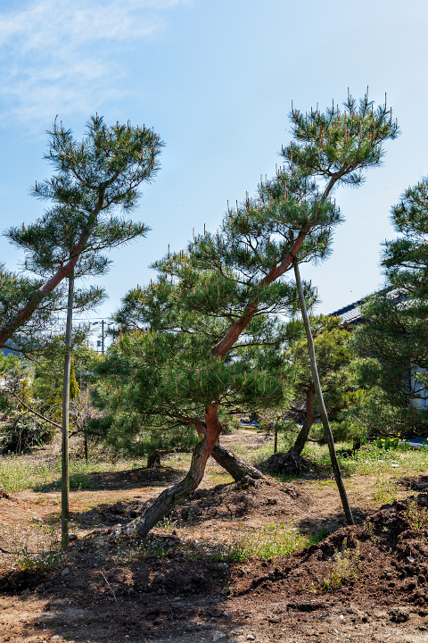 飛騨赤松・苗木販売『西田司園』|飛騨の赤松 様々な形状