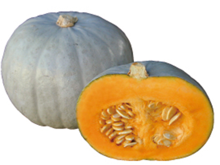 1077（品種 つきみ）｜カボチャ｜野菜種子｜畑作園芸分野｜商品情報