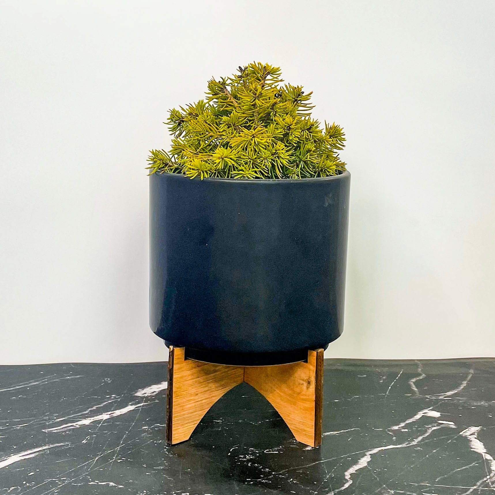 Jana Miniature Norway Spruce - Live Bonsai Starter, 4” Grower's