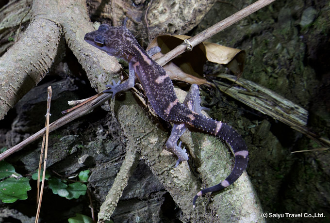 琉球ハーピング第4弾 トカゲモドキスペシャル｜西遊旅行の添乗員同行