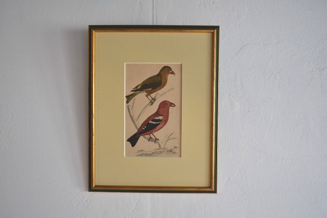 バード 絵画 インテリア ピクチャー イギリスアンティークAntique