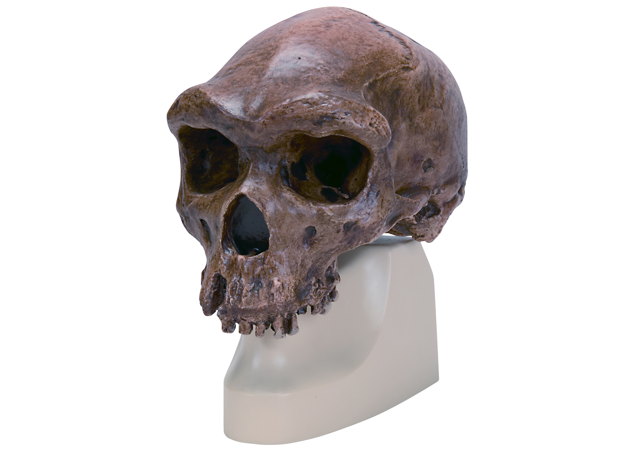 古代人頭蓋骨模型(北京原人) VP750N/1
