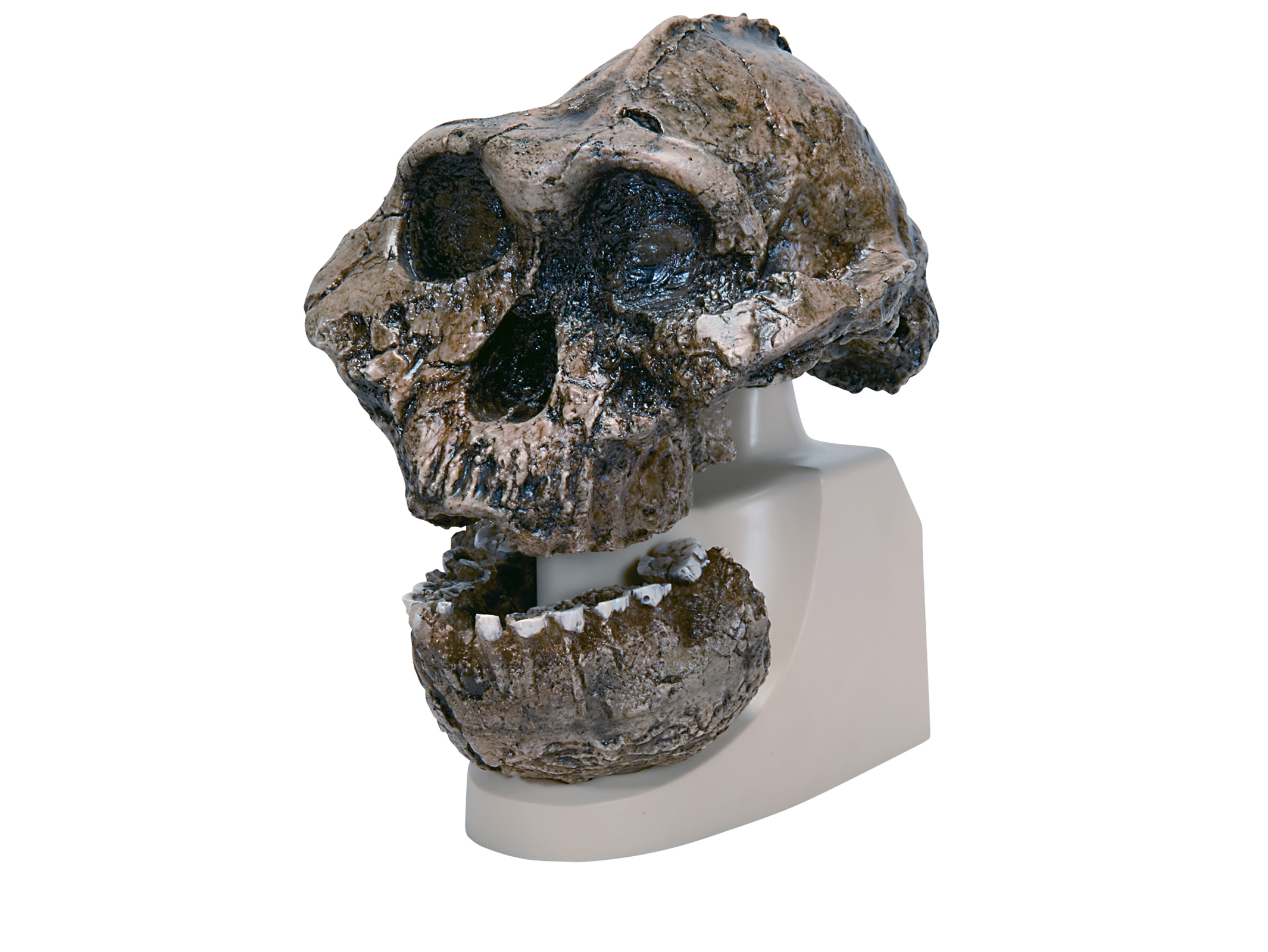 古代人頭蓋骨模型(ボイセイ猿人) VP755N/1