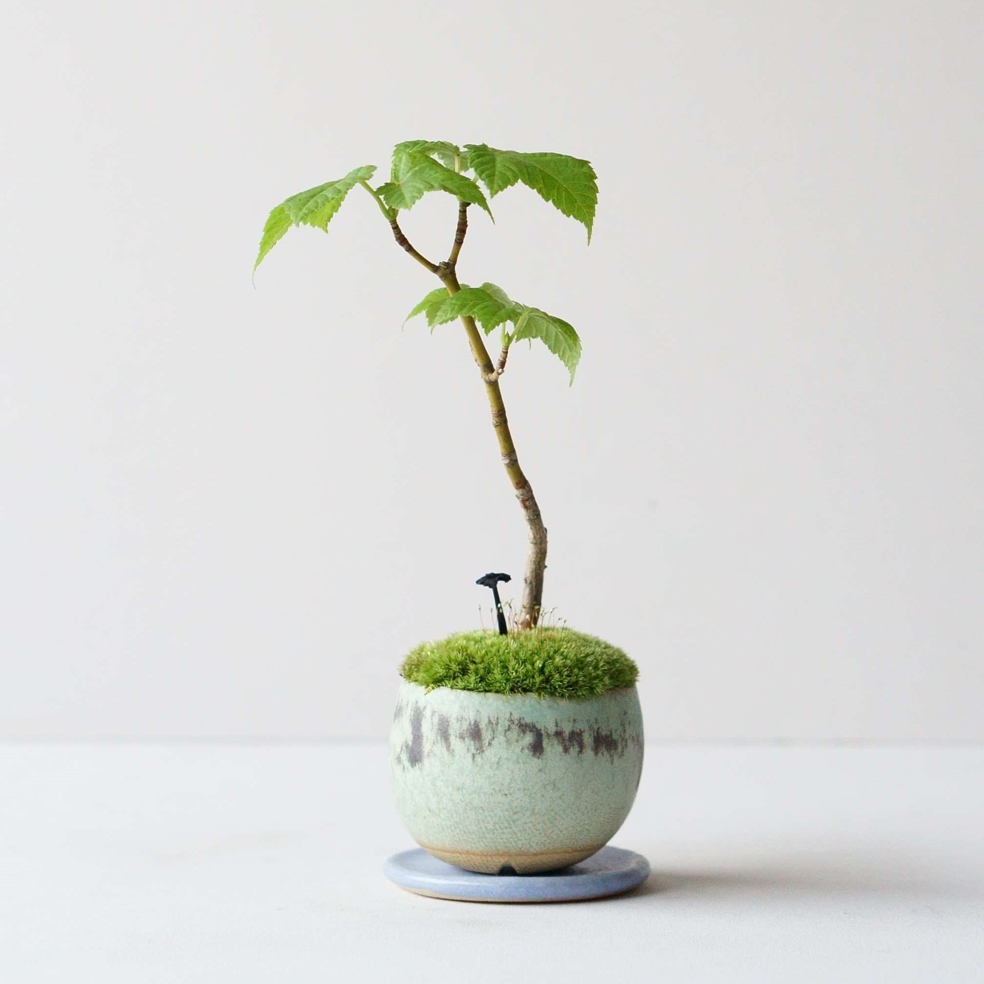 ウリハダカエデ｜石木花図鑑｜石木花｜SEKIBOKKA｜盆栽