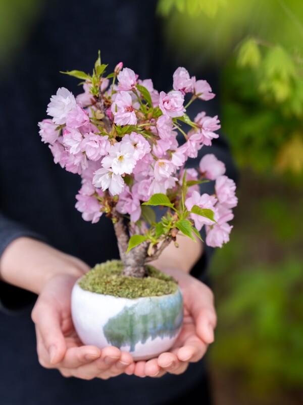 Singapore POPUP｜石木花｜SEKIBOKKA｜盆栽