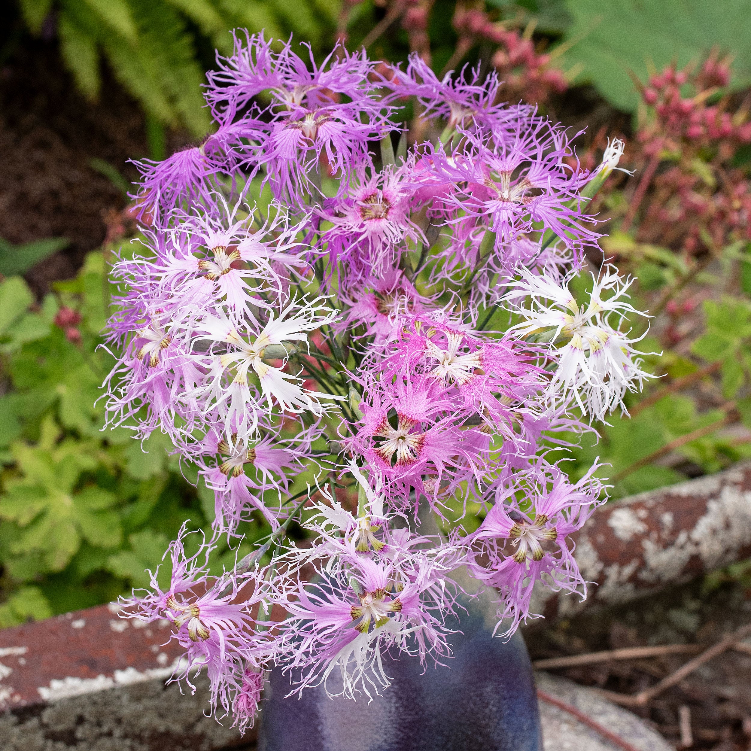 Fringed Pink 'Rainbow Loveliness' seeds - Dianthus hybrida
