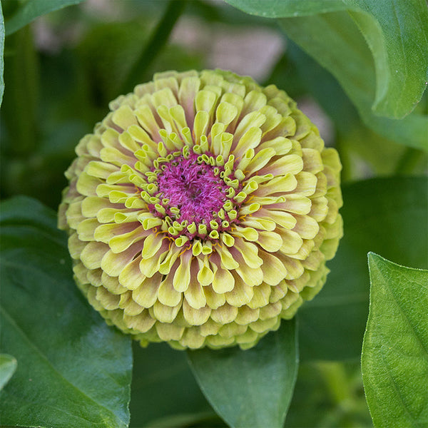 Zinnia 'Raspberry Limeade' seeds, 'Queeny Lime Blush'