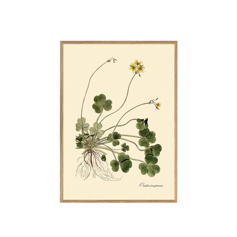 アートポスター フレーム付き 30×40cm / Oxalis compressaTHE DYBDAHL
