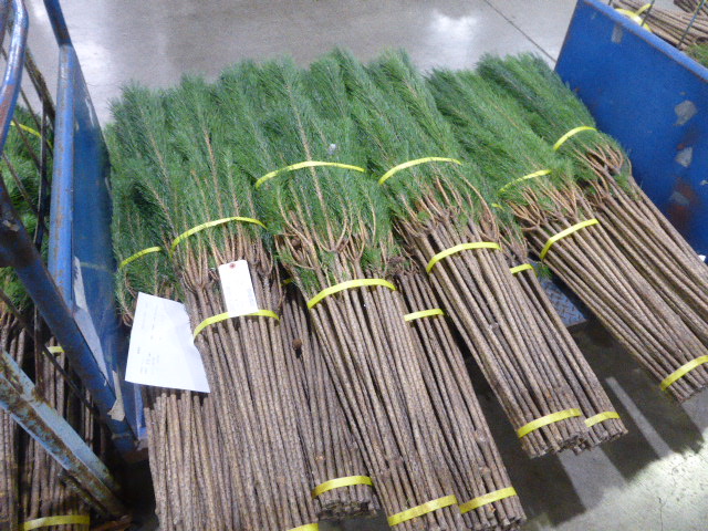 松市」R7.12.3(水)