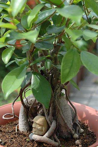 焼けたけど、石抱きガジュマル part.3｜園芸日記byジャカランダ