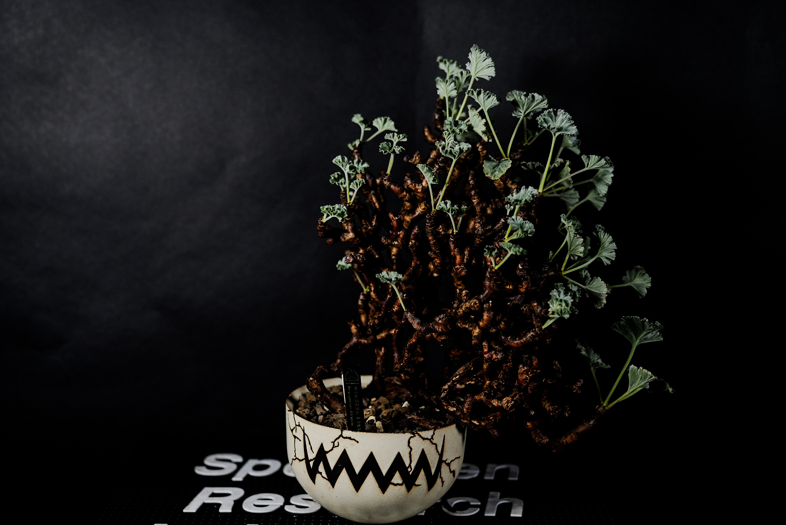 Pelargonium mirabile（ペラルゴニウム ミラビレ）【発根済