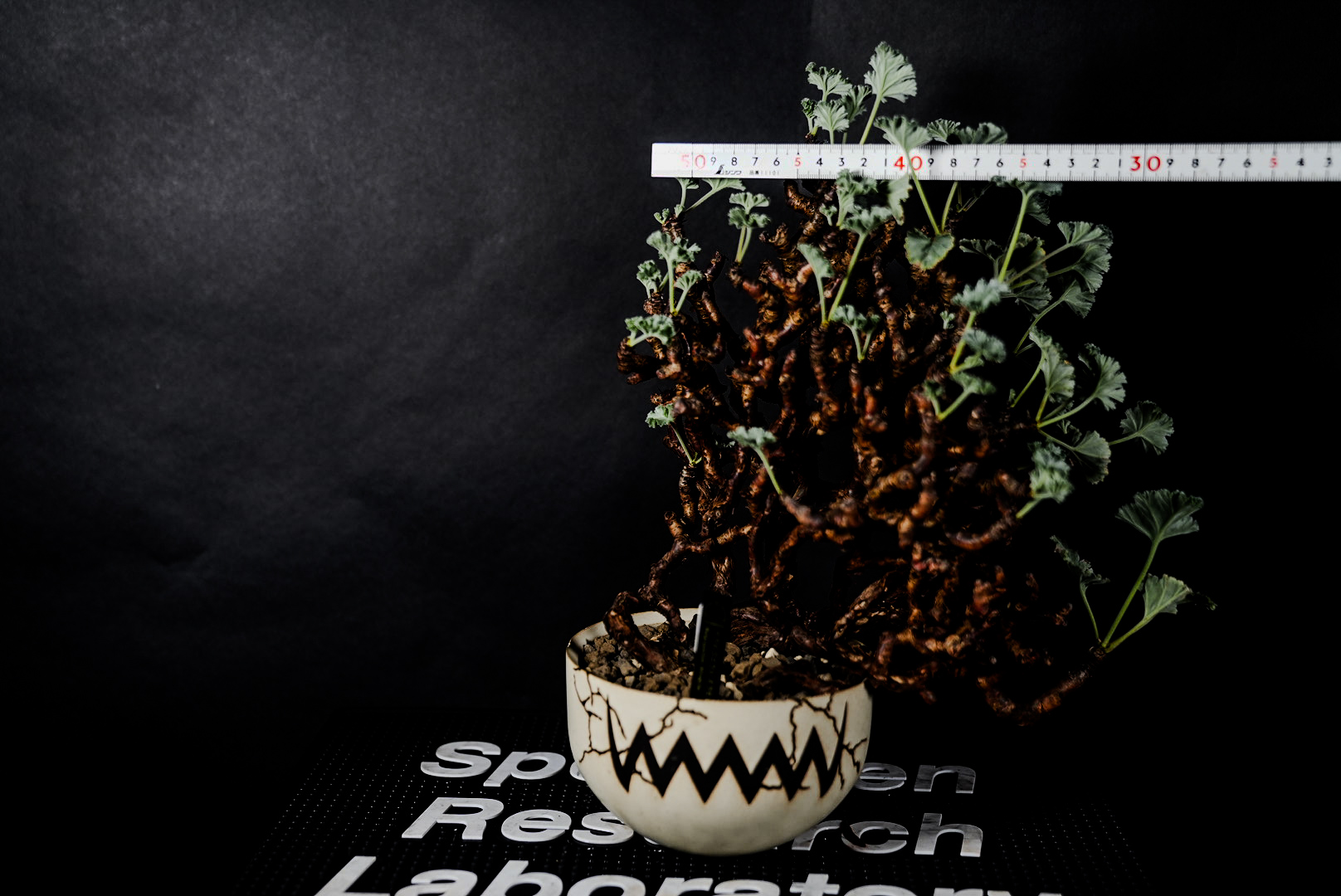 Pelargonium mirabile（ペラルゴニウム ミラビレ）【発根済