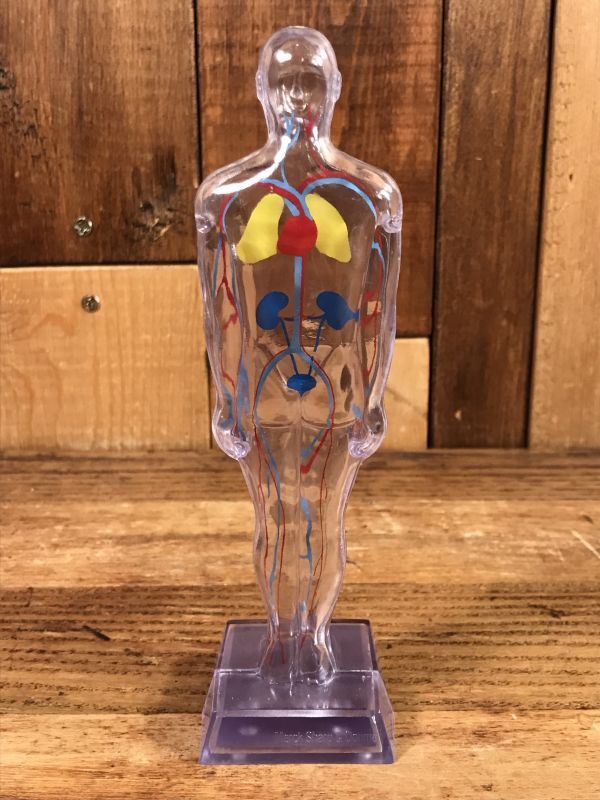 Merck & Co. “Diuril” Chlorothiazide Display Figure メルクアンド