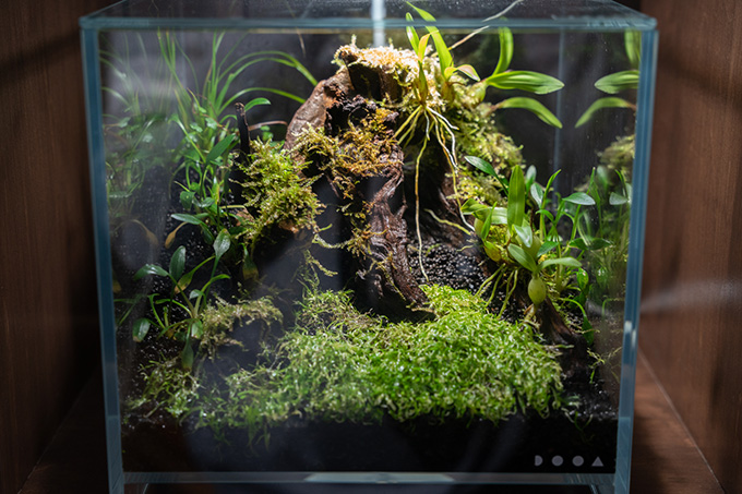 スケールの大きな作品にため息|ガラス瓶の中で生きる小さな森「苔